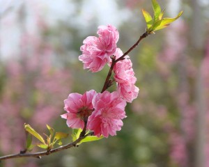 「岩鼻の“はな”まつり」 4月～5月