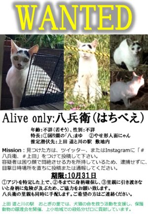 【保護犬猫活動】八兵衛（はちべえ）をさがせ！