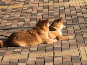 保護犬の譲渡会 ～新春 1月31日（日）完全予約制