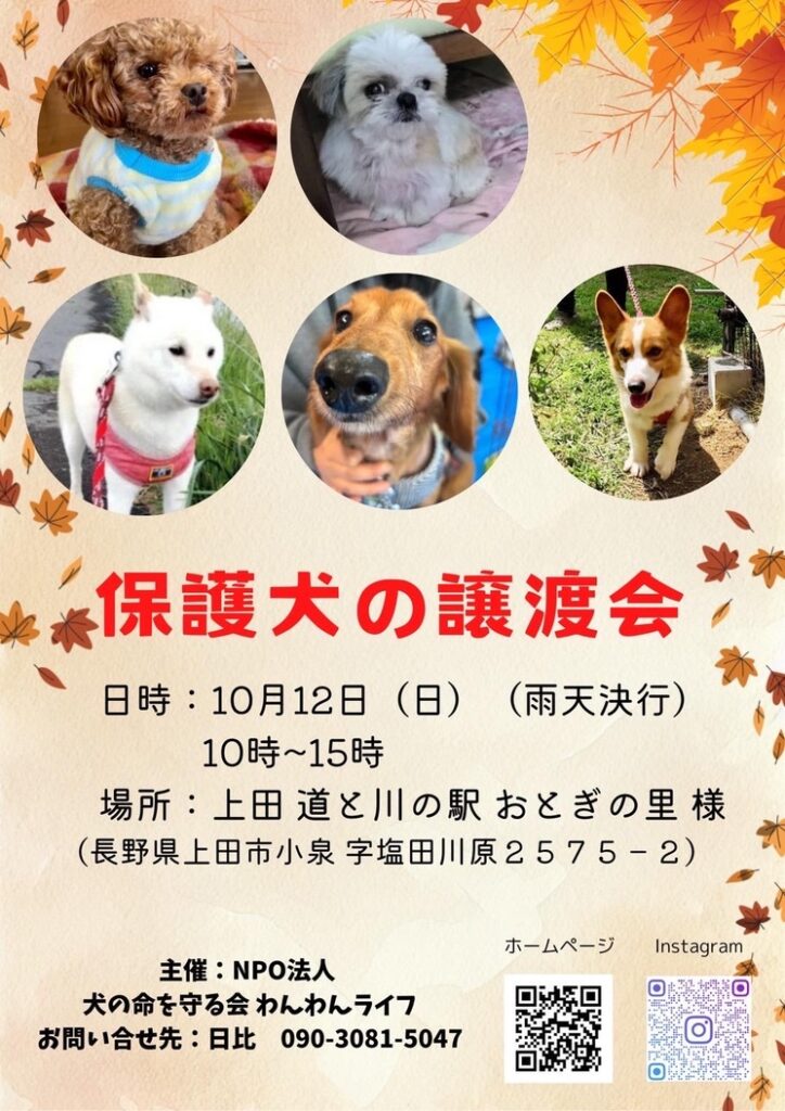 保護犬の譲渡会20251012