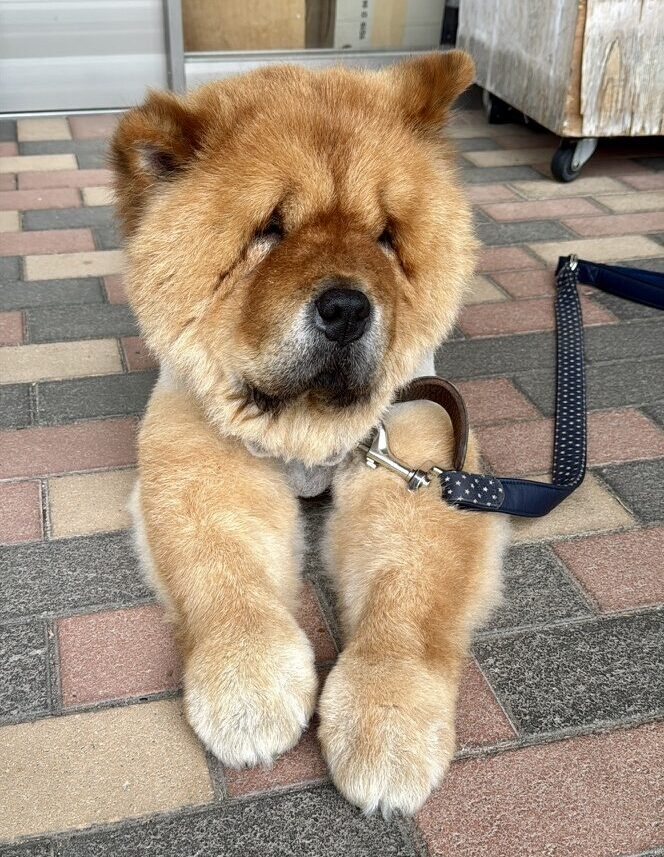 チャウチャウこじろう