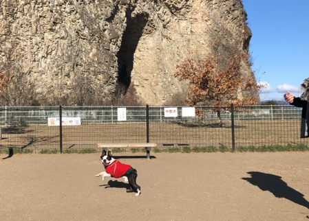 おはぎinドッグラン