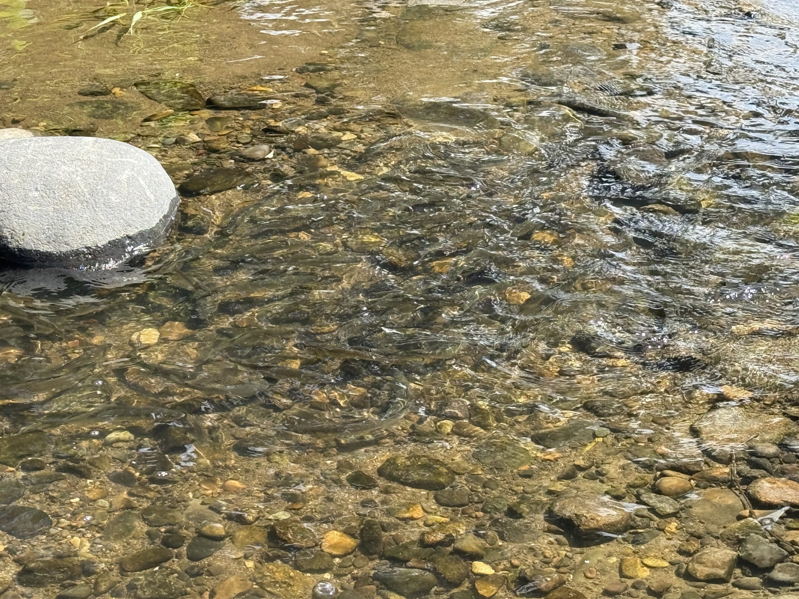 鮎のつかみ取り2025