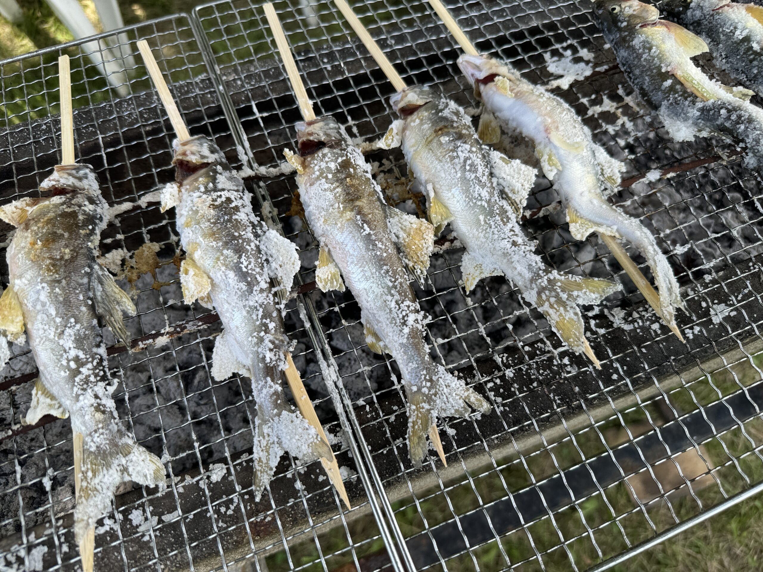 鮎のつかみ取り2024