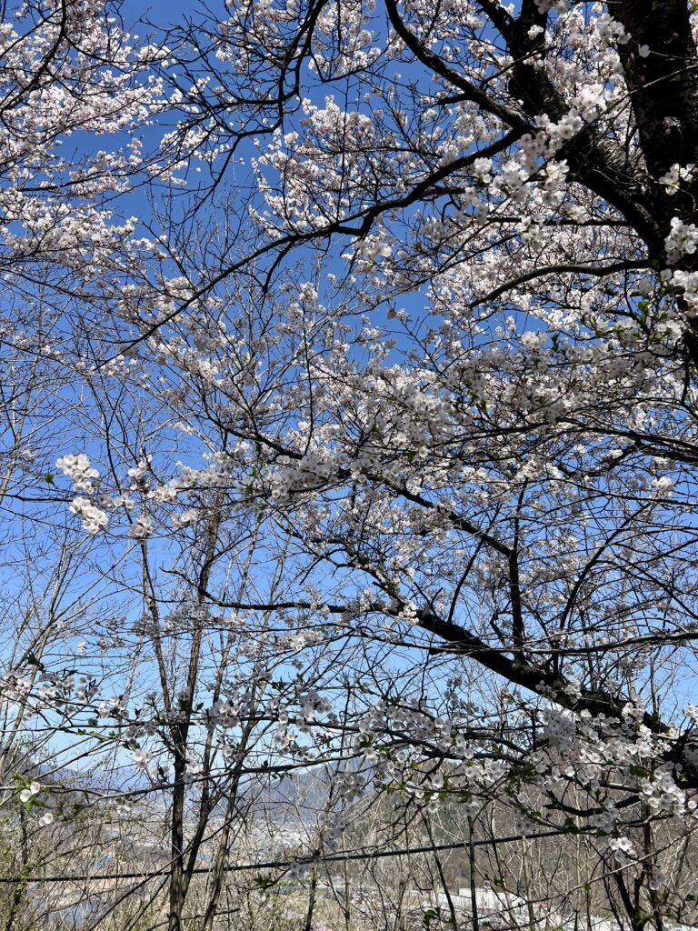 千曲公園100周年記念式典