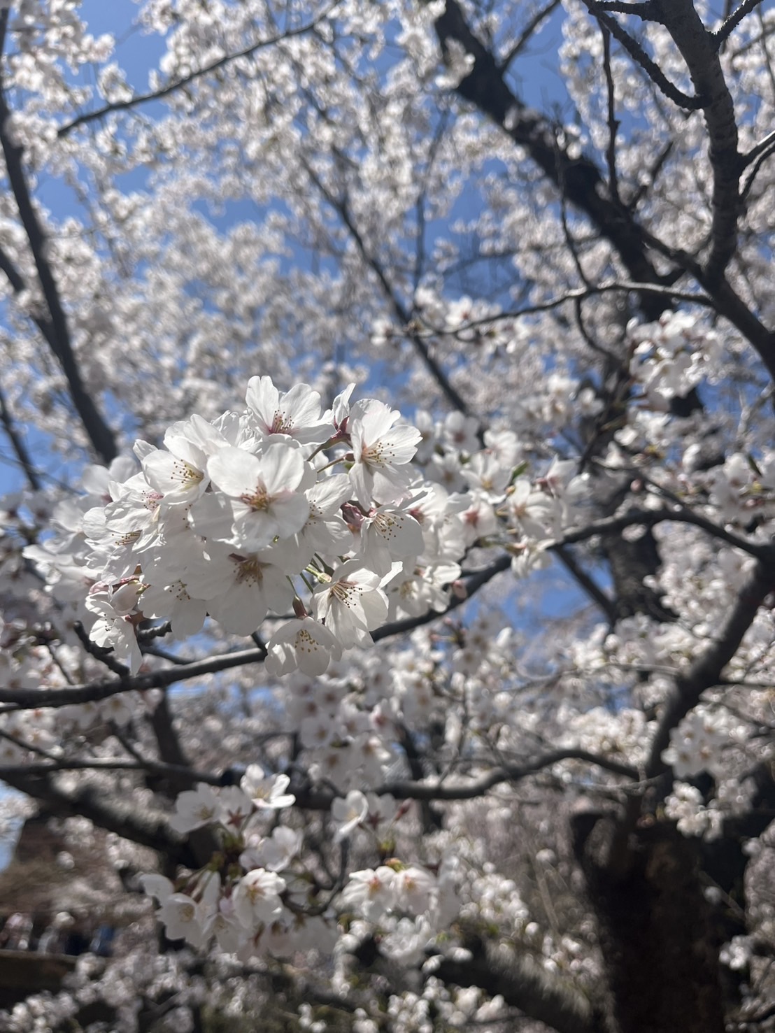「上田城千本桜まつり」限定商品のご案内