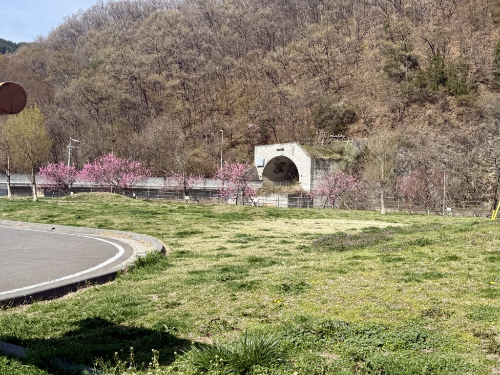 はなもも大作戦