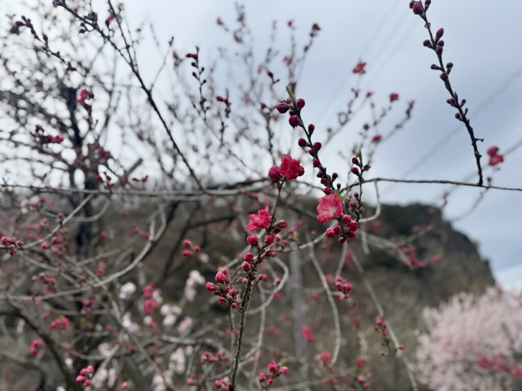 はなもも大作戦