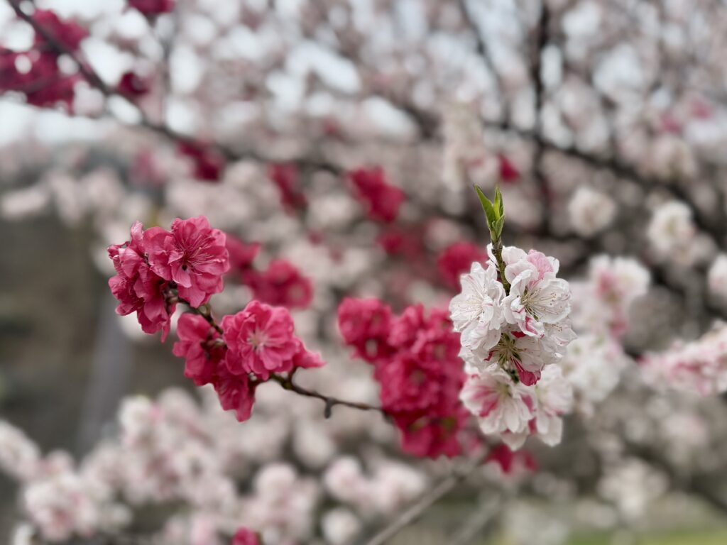 はなもも大作戦