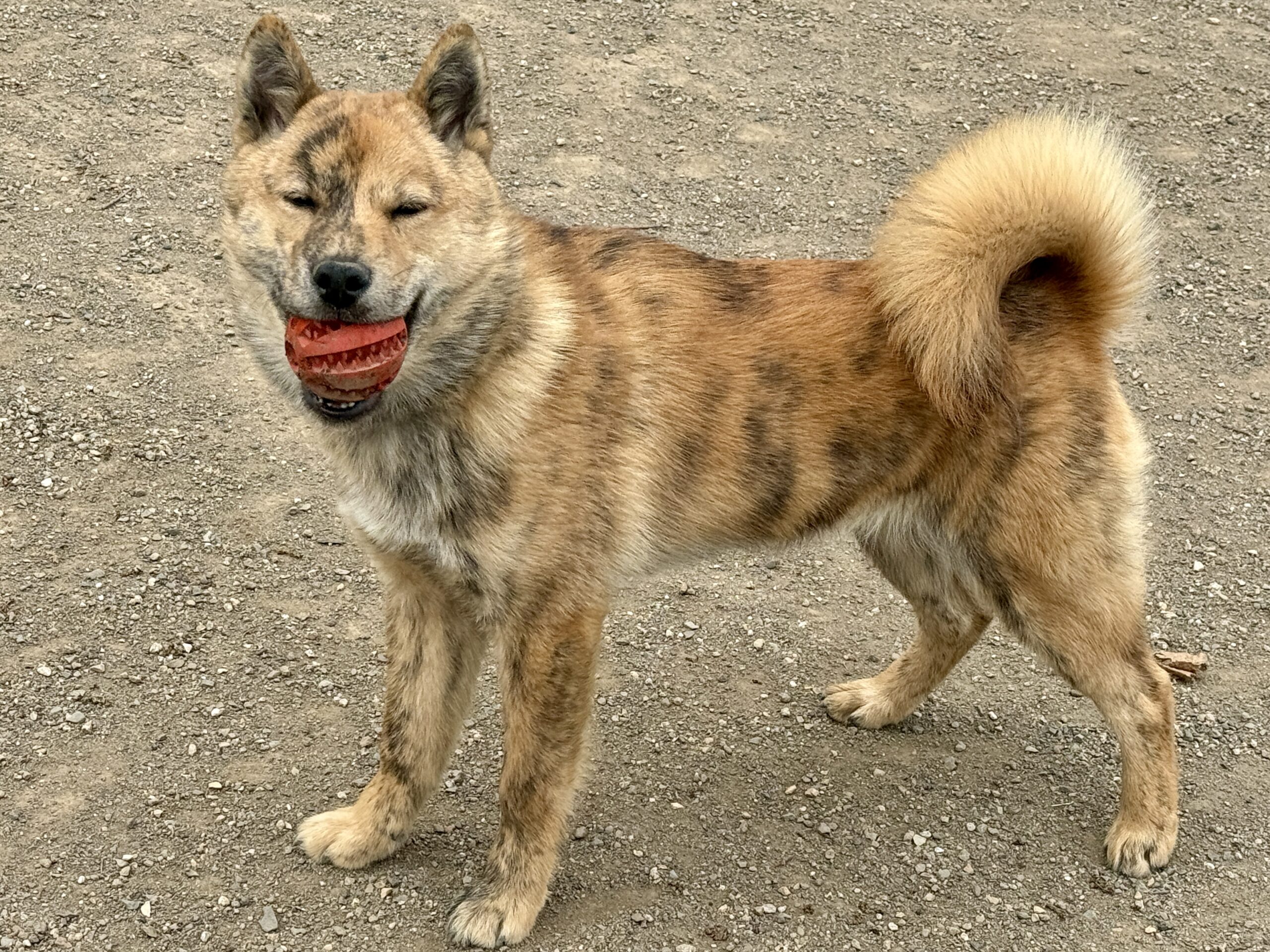 ドッグラン_北海道犬パピー