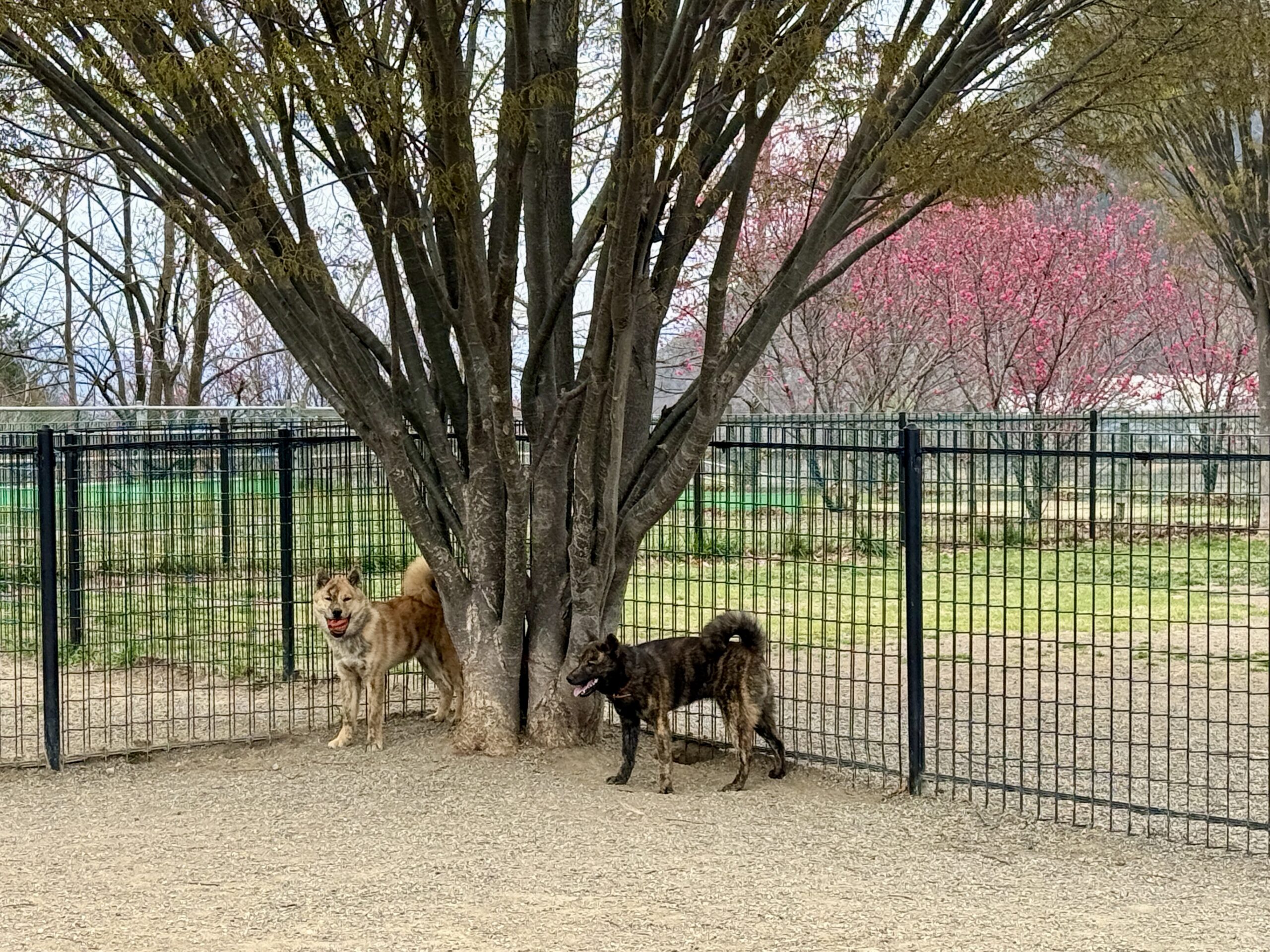 ドッグラン_北海道犬パピー