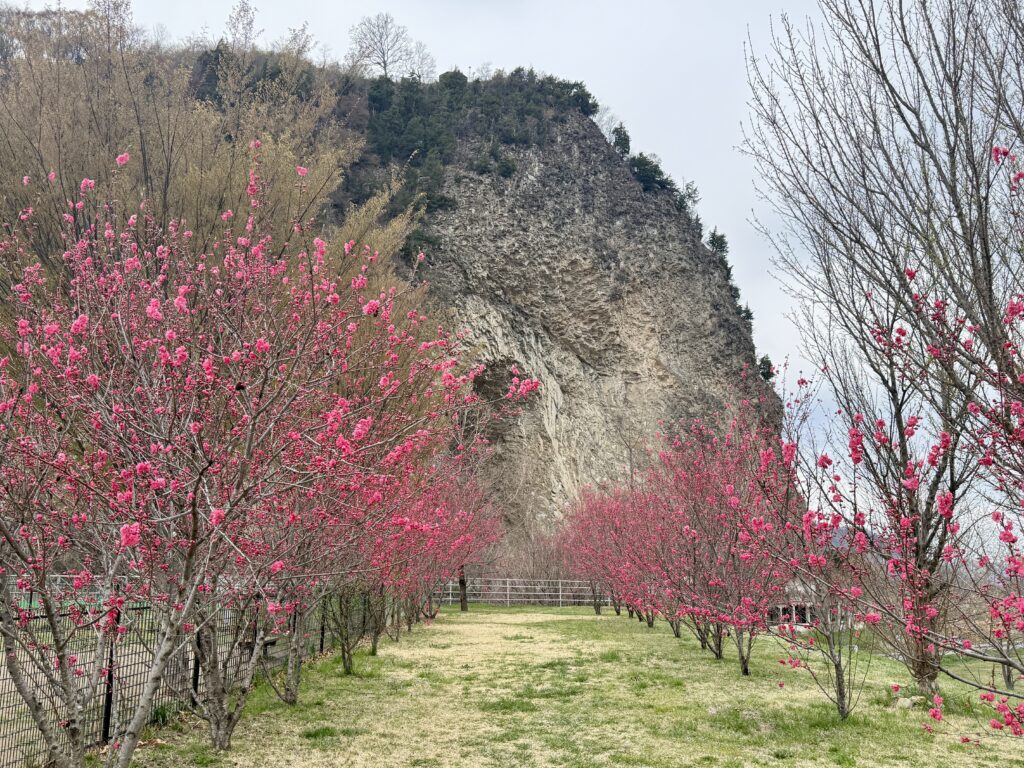 はなもも大作戦