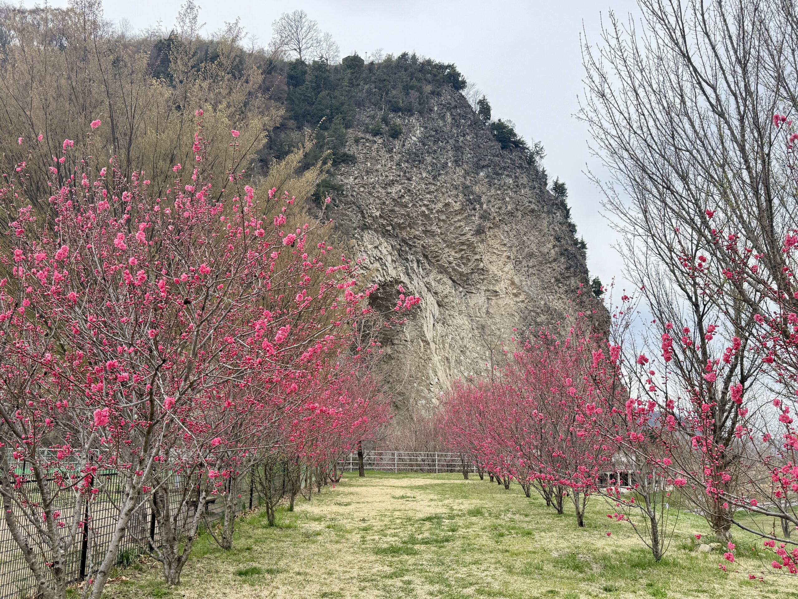 「はなもも大作戦」見頃を迎えます