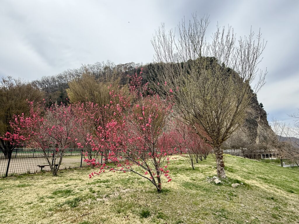 はなもも大作戦