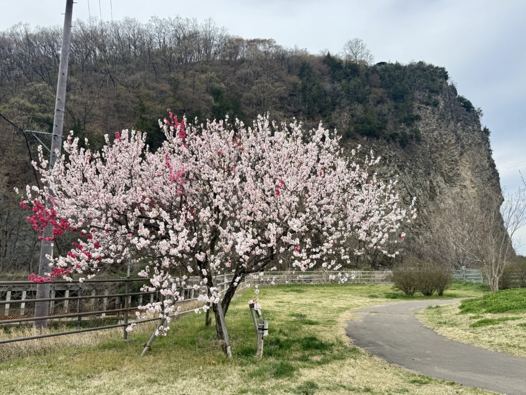 はなもも大作戦