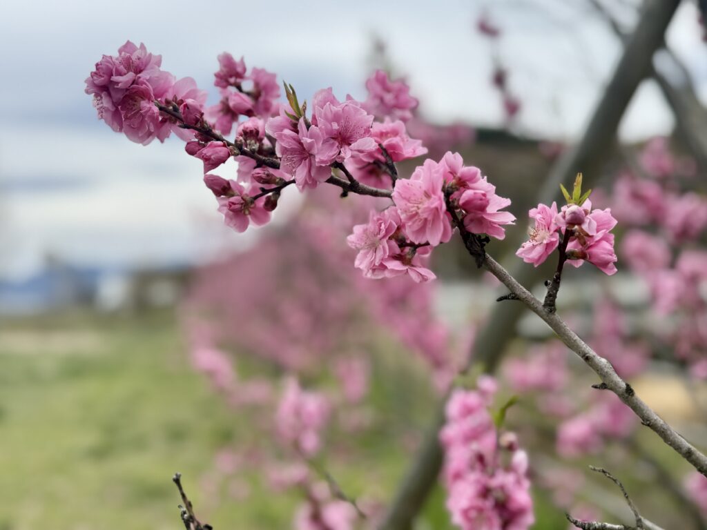 はなもも大作戦