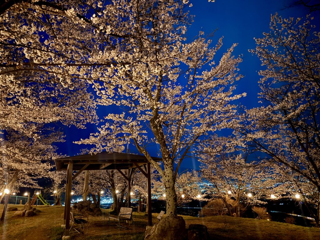 千曲公園ぼんぼり