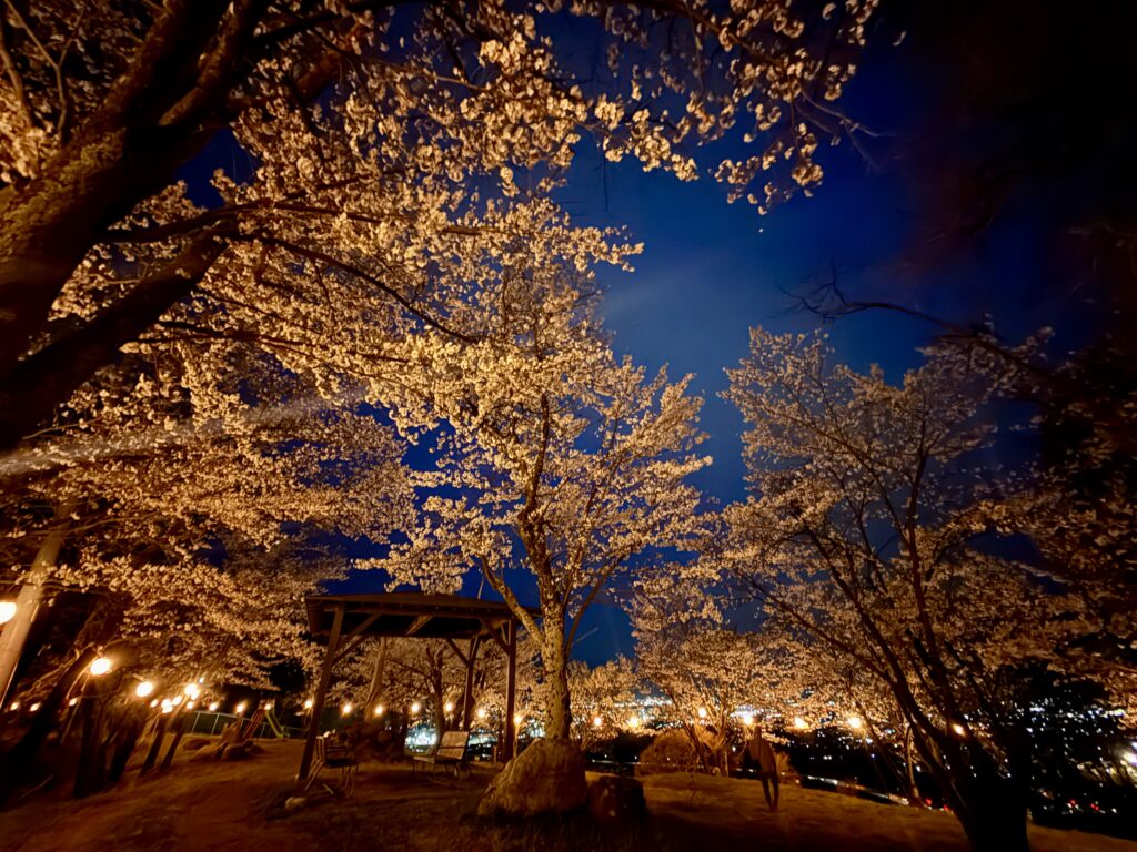 千曲公園ぼんぼり