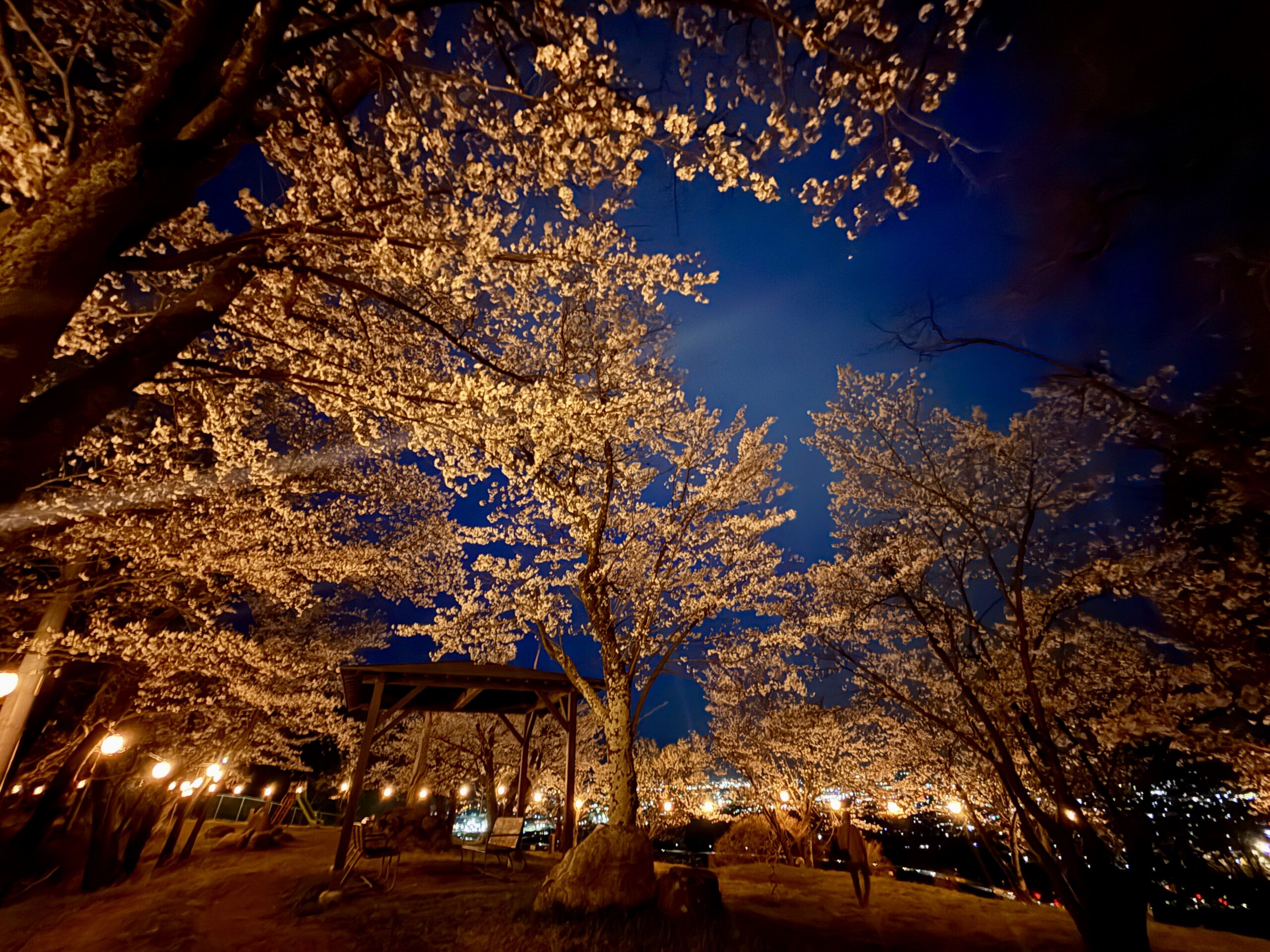 千曲公園 ぼんぼり点灯のお知らせ