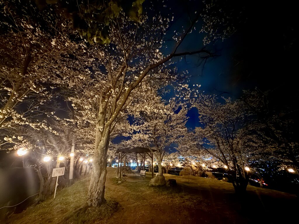 千曲公園ぼんぼり