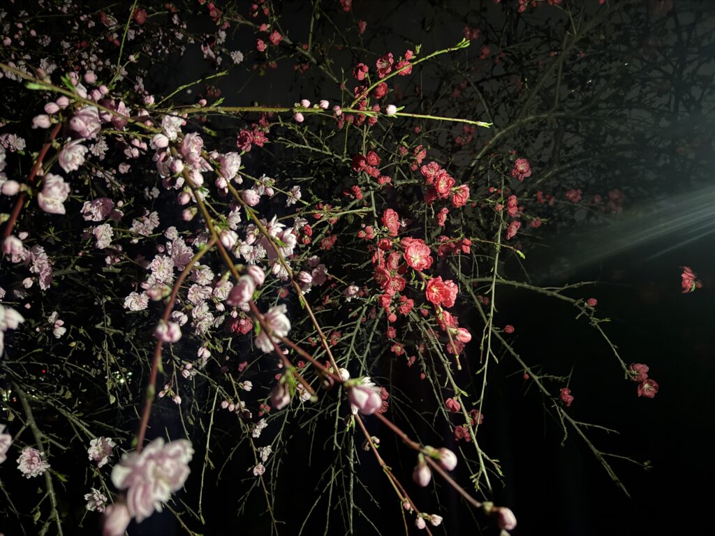 千曲公園ぼんぼり