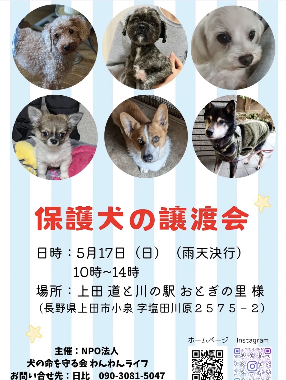保護犬の譲渡会20260517